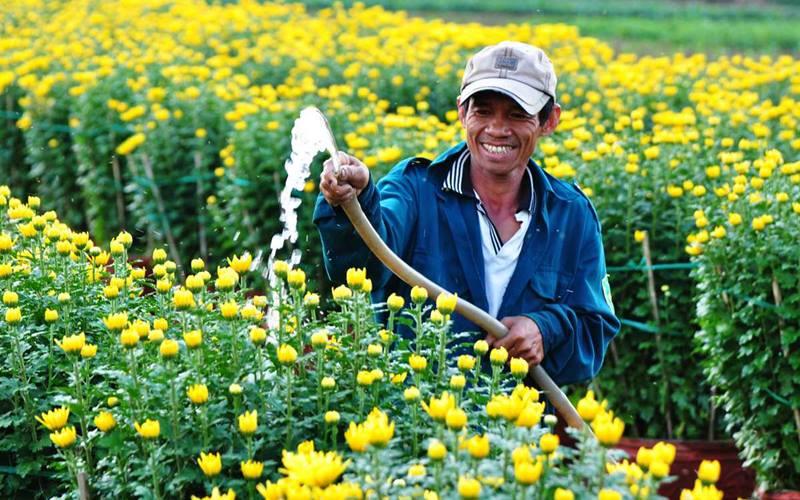 Chăm sóc hoa cúc vàng Tết tươi lâu