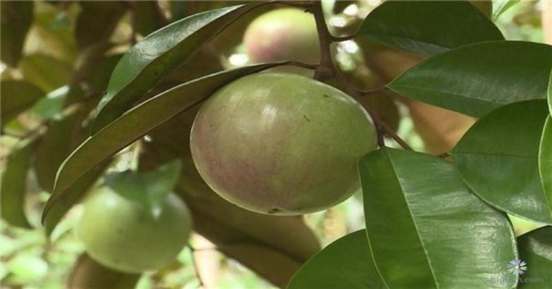 Hình ảnh minh họa một người đang chăm sóc cây hoa hồng, tưới nước hoặc cắt tỉa cành, thể hiện mối liên hệ giữa kiến thức khoa học và thực hành chăm sóc cây