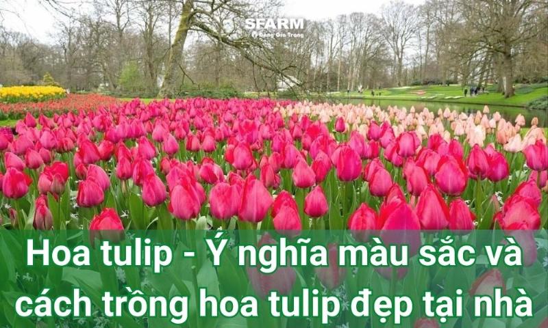 Hướng dẫn chăm sóc hoa hồng tím tại nhà giúp hoa tươi lâu và đẹp rực rỡ