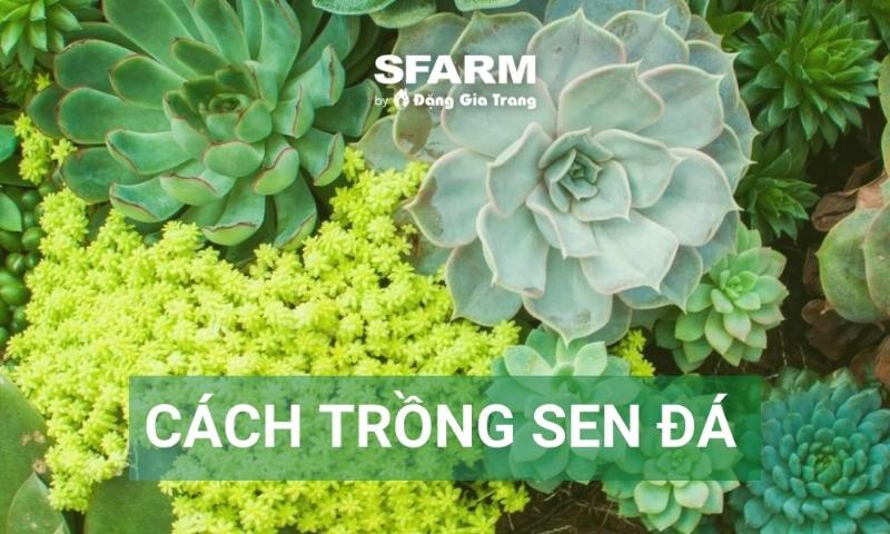 cach-trong-va-cham-soc-hoa-hue-do-da-lat-hieu-qua