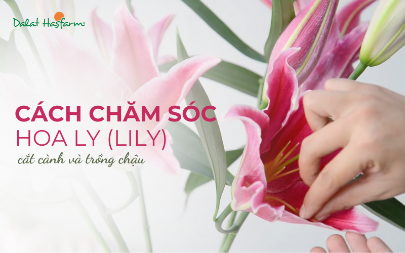 Chăm sóc hoa ly đúng cách