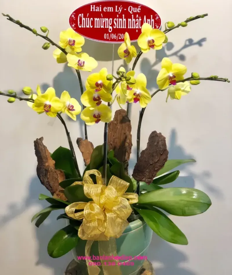Chăm sóc lan hồ điệp: Bón phân