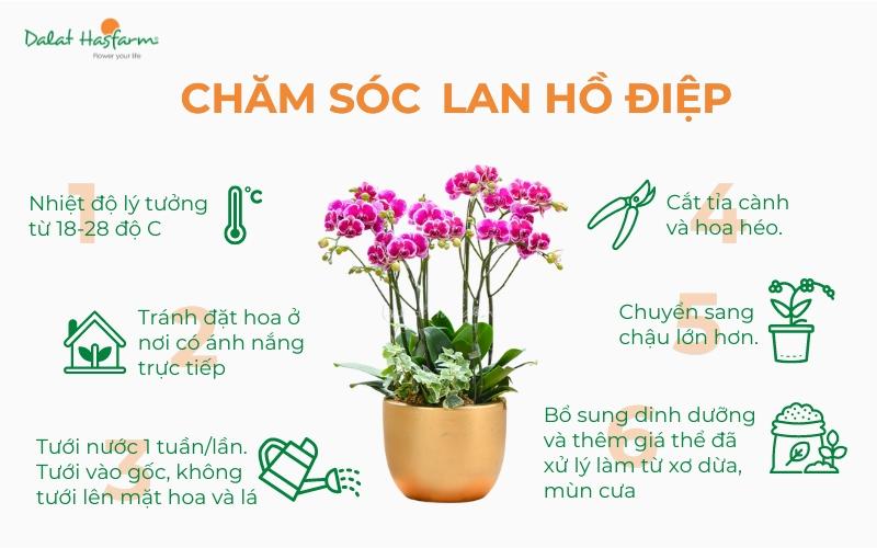 Chăm sóc Lan Hồ Điệp Đà Lạt đúng cách