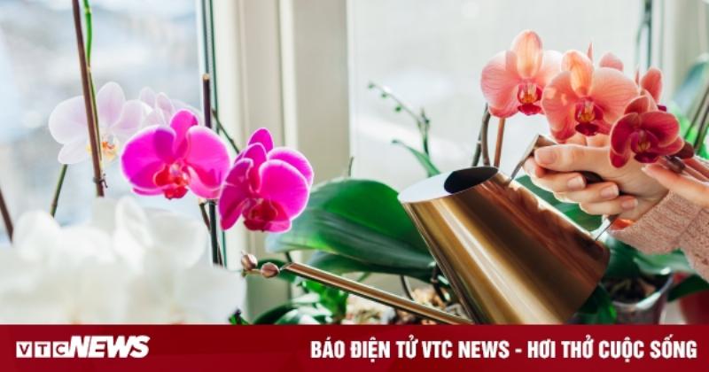 Chăm sóc lan hồ điệp: Tưới nước