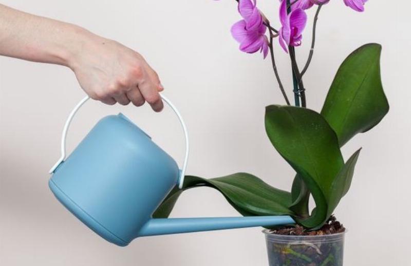 Chăm sóc lan hồ điệp vàng tại nhà