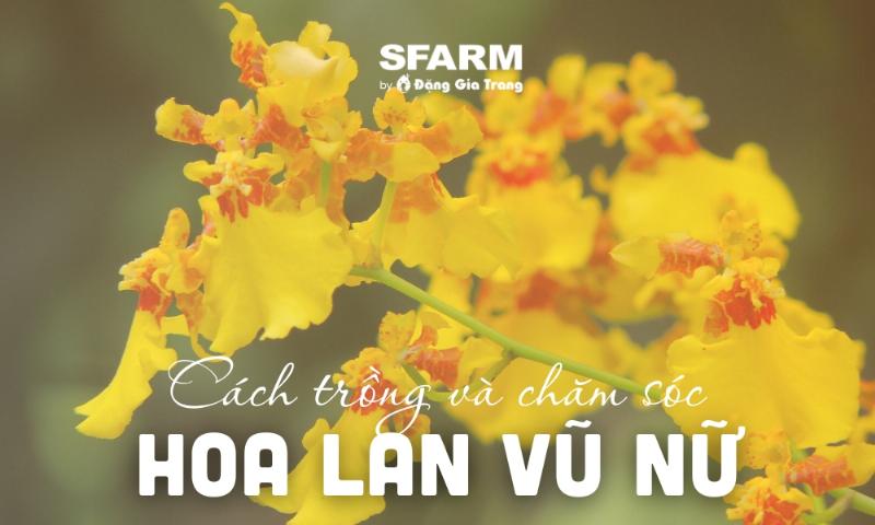 Hướng dẫn chăm sóc lan vũ nữ vàng hiệu quả để cây phát triển khỏe mạnh và ra hoa đẹp