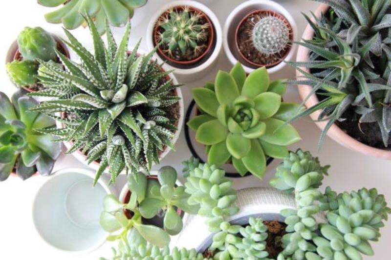 Hướng dẫn chăm sóc chậu sen đá để bàn đơn giản, giúp cây luôn xanh tốt