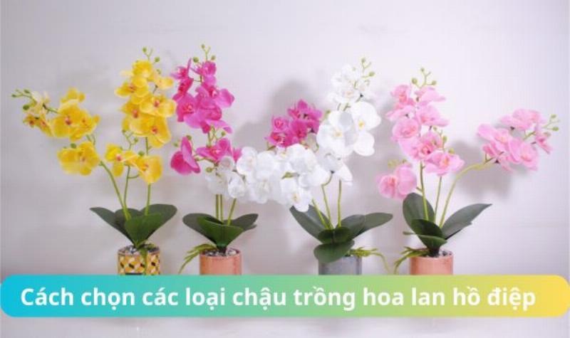 Chọn chậu trồng lan hồ điệp phù hợp