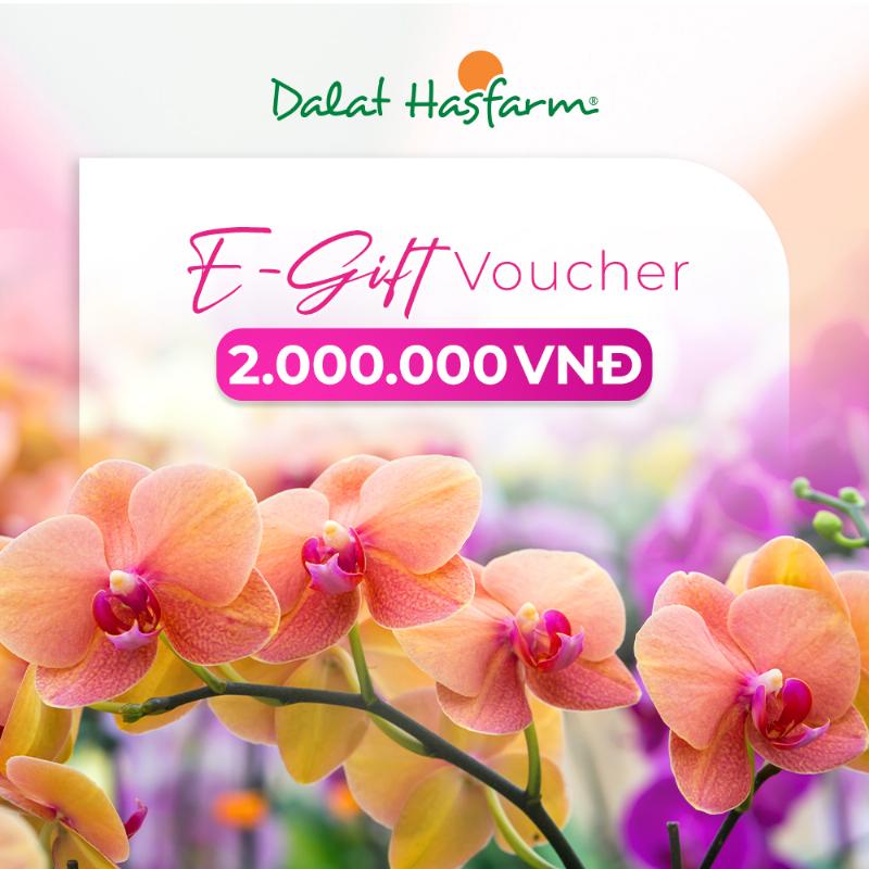 cach-chon-hoa-da-lat-hasfarm-ha-noi-tuoi-dep