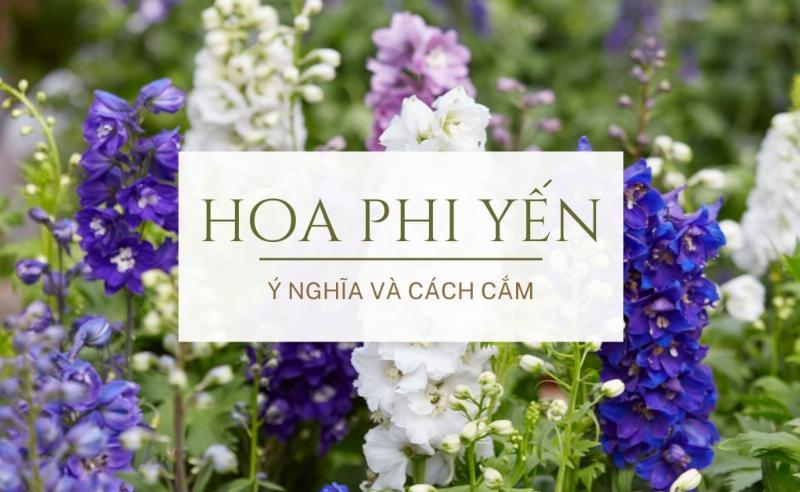 Chon hoa phi yen y nghia cho tung dip