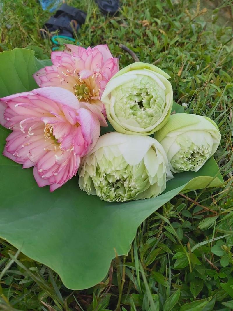 Chọn nụ hoa sen tang chuẩn: Các giai đoạn nở của sen