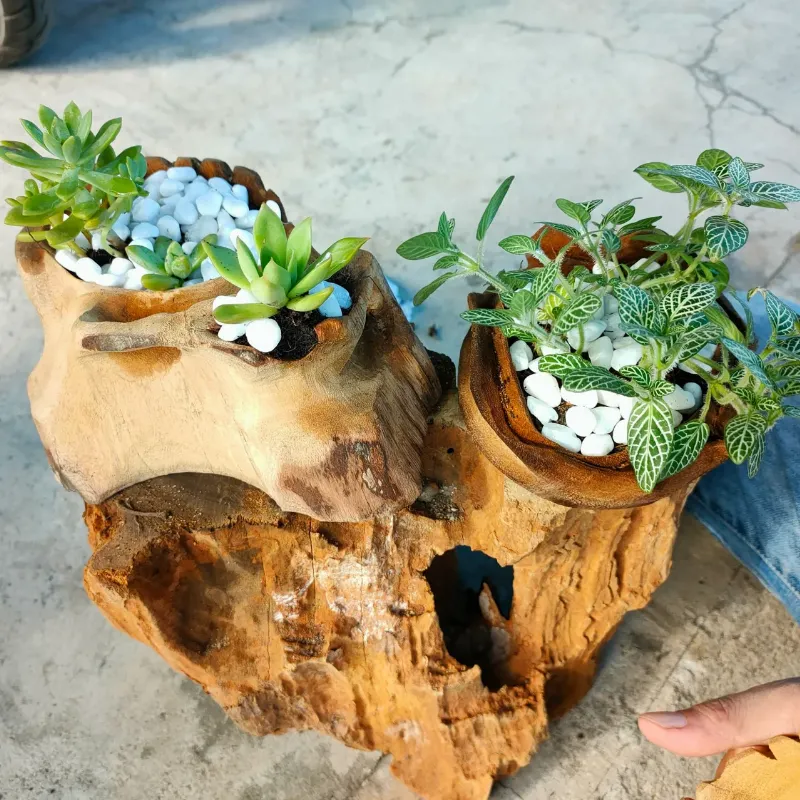 Chuyên gia thực vật chia sẻ kiến thức và ý nghĩa của cây sen đá