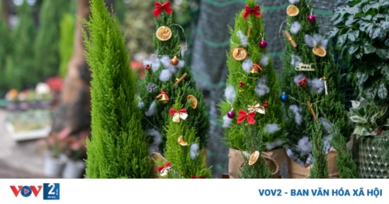 Một cửa hàng bán cây cảnh trong nhà được trang trí đẹp mắt, nhiều loại cây