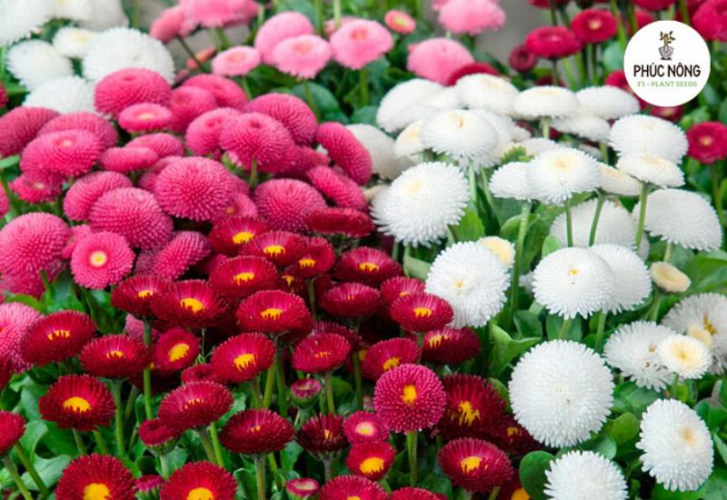 Cửa hàng bán hoa bất tử uy tín tại TPHCM