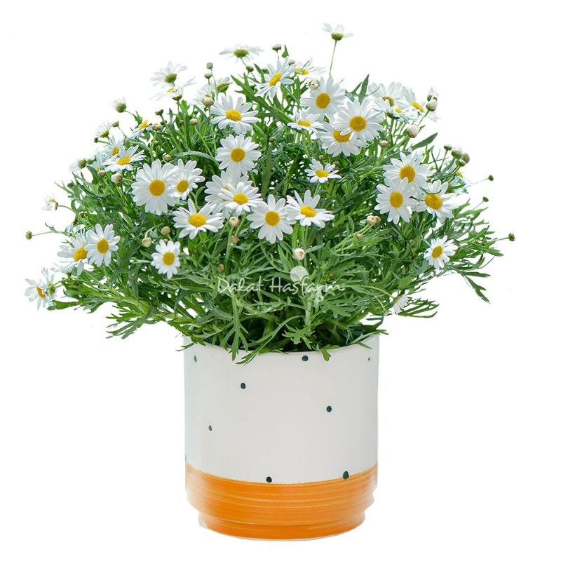 Cúc Họa Mi và Cuộc Sống