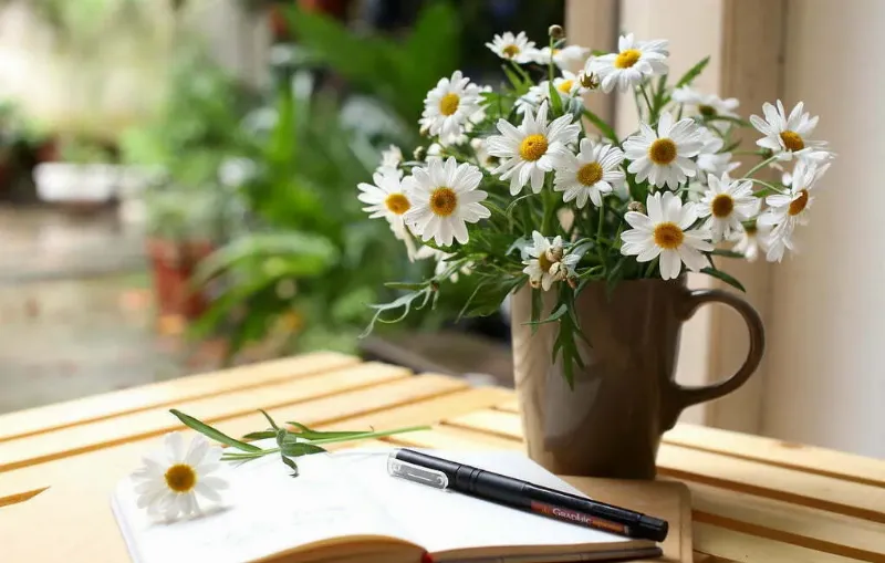 Cúc họa mi: Biểu tượng tình yêu trong sáng