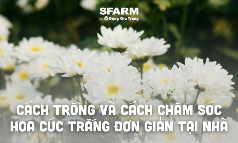 Cúc họa mi trắng thanh khiết, biểu tượng của tình yêu và hy vọng