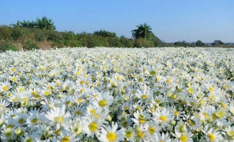 Đặc điểm nhận dạng hoa cúc họa mi trắng