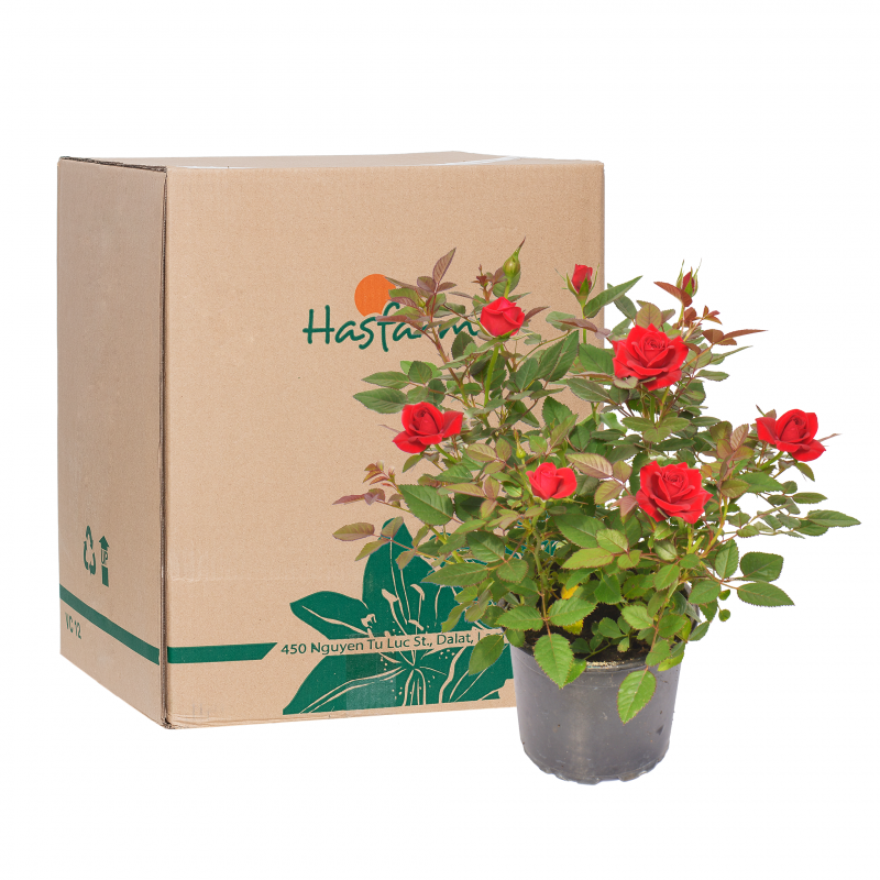 Hoa hồng tại Dalat Hasfarm Hai Bà Trưng