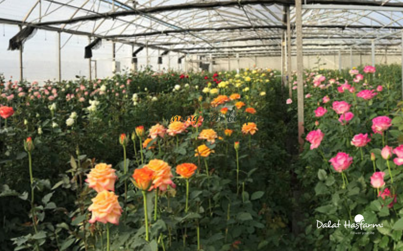 anh-quy-trinh-trong-hoa-dalat-hasfarm
