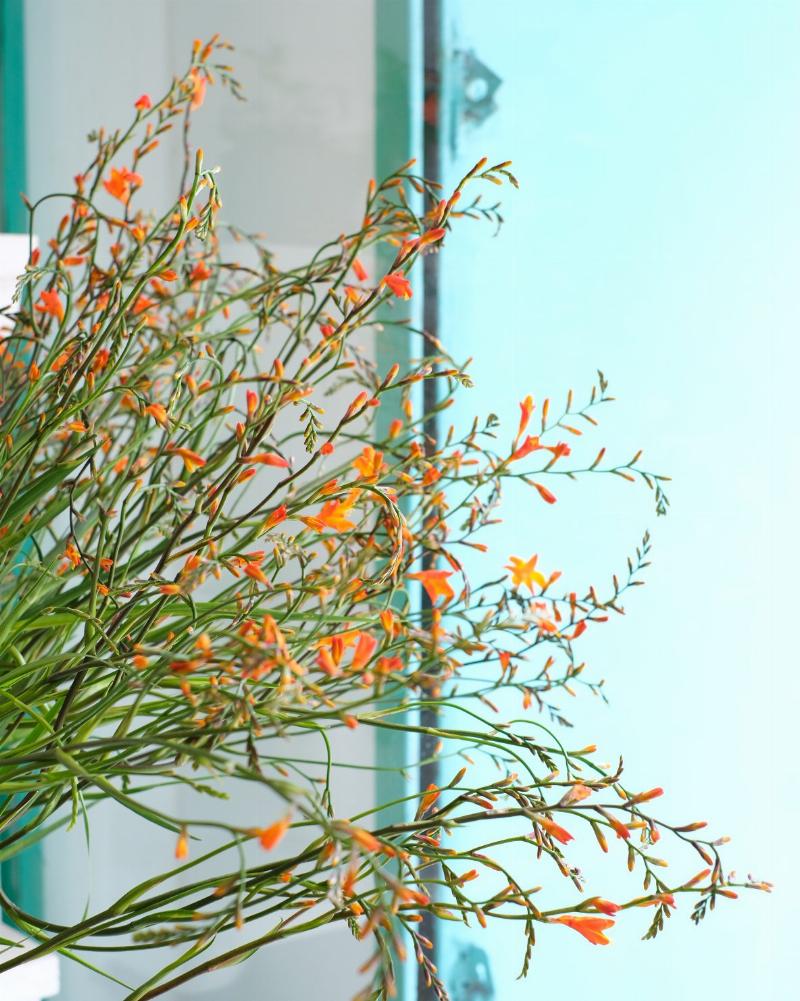 Địa điểm ngắm hoa dơn lúa Đà Lạt