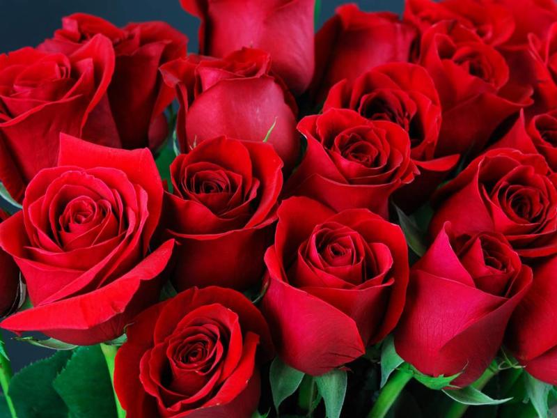 Các dụng cụ cần thiết để cắt tỉa hoa hồng trước khi cắm như kéo sắc, dao nhọn