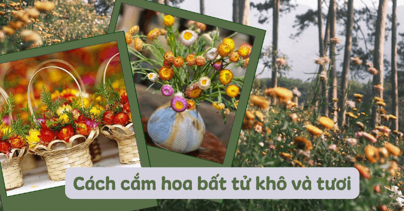 hoa-bat-tu-lam-dep-cho-can-ho