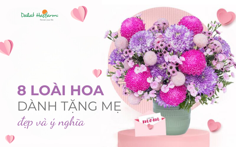 Hoa cẩm chướng tặng mẹ - Tình mẫu tử thiêng liêng