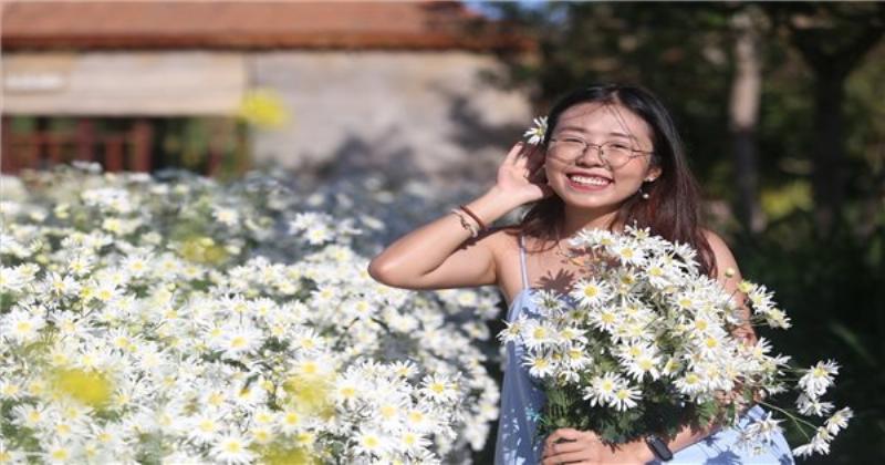 Ảnh hoa cúc họa mi lung linh trong ánh nắng ban mai dịu dàng, tôn lên vẻ đẹp tinh khôi và trong trẻo