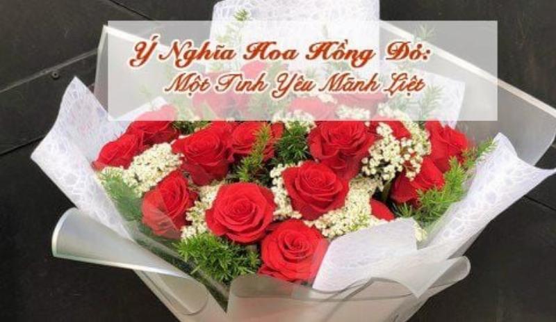 Hoa hồng đỏ thắm biểu tượng tình yêu