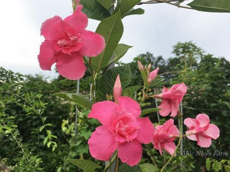 Ý nghĩa hoa hồng kép