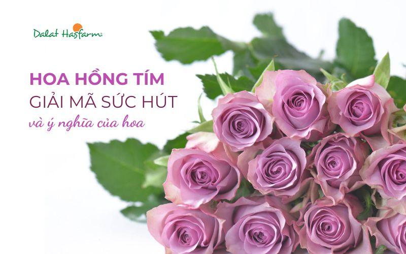 Ý nghĩa hoa hồng tím