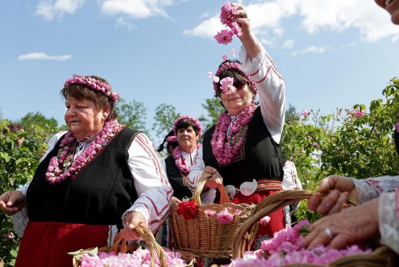 Hoa hồng trong vườn hoa ở Bulgaria