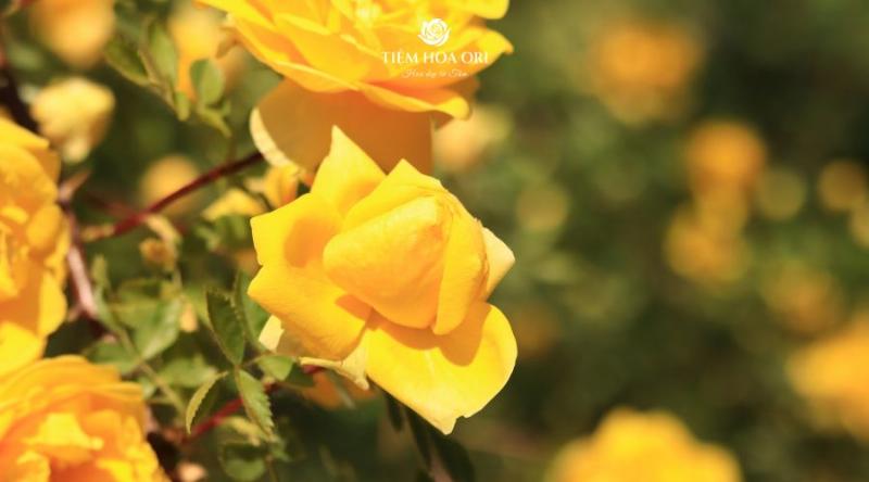 Hoa hồng vàng sinh nhật - Niềm vui và tình bạn