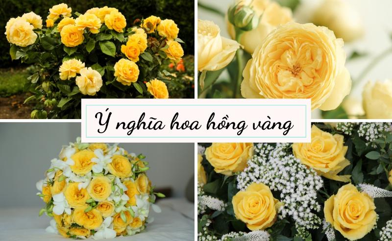 Ý nghĩa hoa hồng vàng trong tình bạn