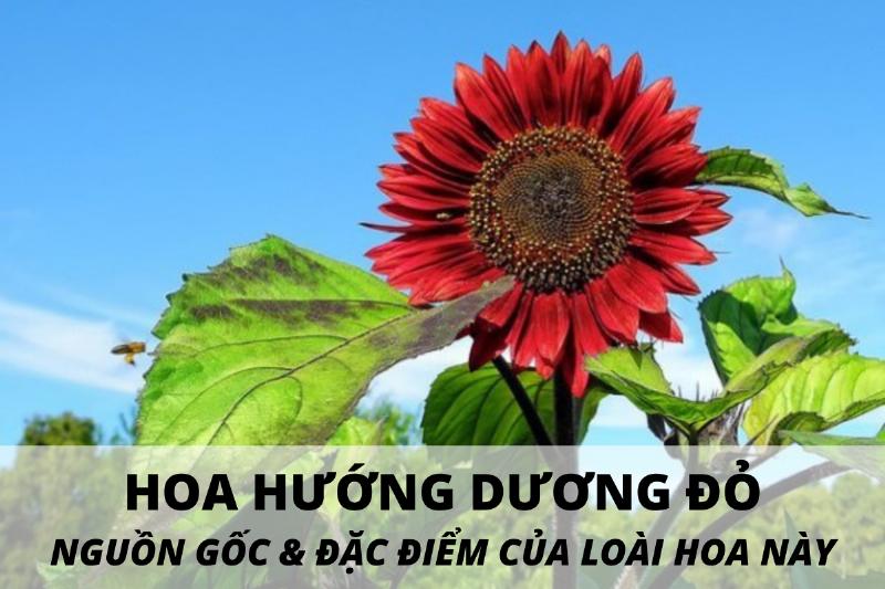 Hoa hướng dương đỏ có ý nghĩa gì?
