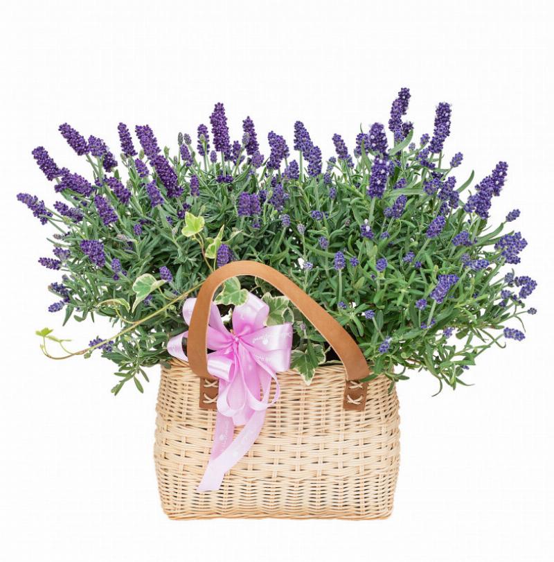 hoa-kho-lavender-da-lat-co-tac-dung-thu-gian-va-lam-dep