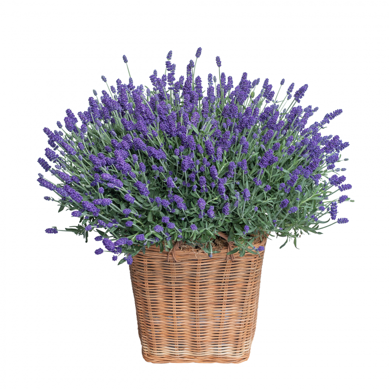 Bo hoa lavender tuoi Ha Noi dep nhat