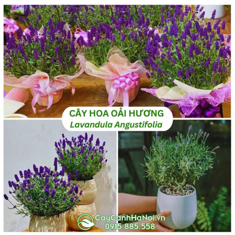 Hoa Lavender tuoi Ha Noi lam qua tang y nghia