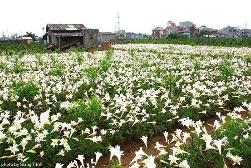 Hoa loa kèn Đà Lạt trắng muốt trong vườn