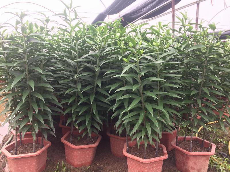 Hoa ly nở đẹp rực rỡ