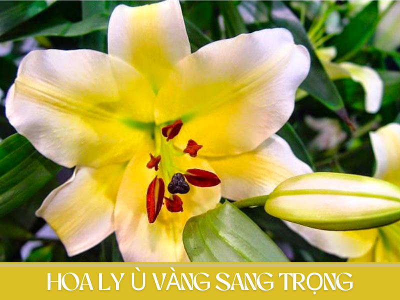 Hoa Ly Ù Vàng Đà Lạt trong nghệ thuật cắm hoa