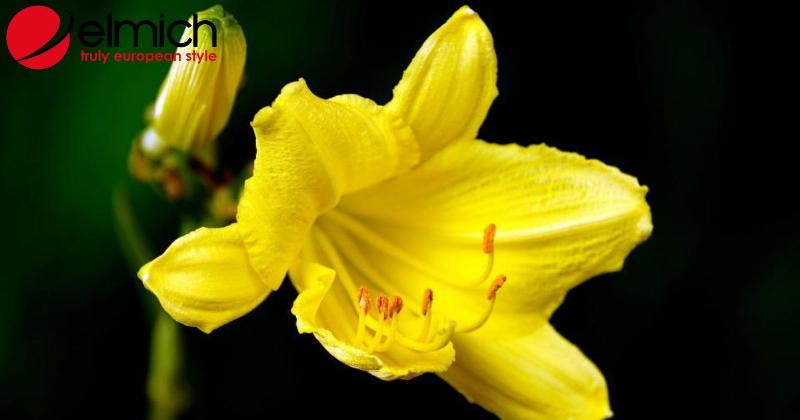 Sự khác biệt rõ ràng giữa hoa ly (Lilium) và hoa loa kèn (Calla Lily) về hình dáng, cánh hoa, và cách nở.