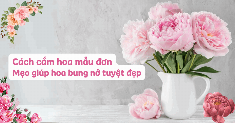Cách chăm sóc hoa mẫu đơn trắng để tươi lâu