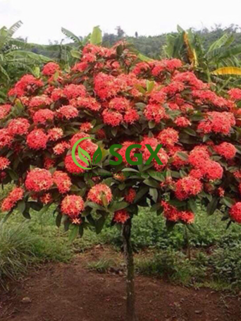 Hoa mẫu đơn trắng trong phong thủy mang đến may mắn và tài lộc