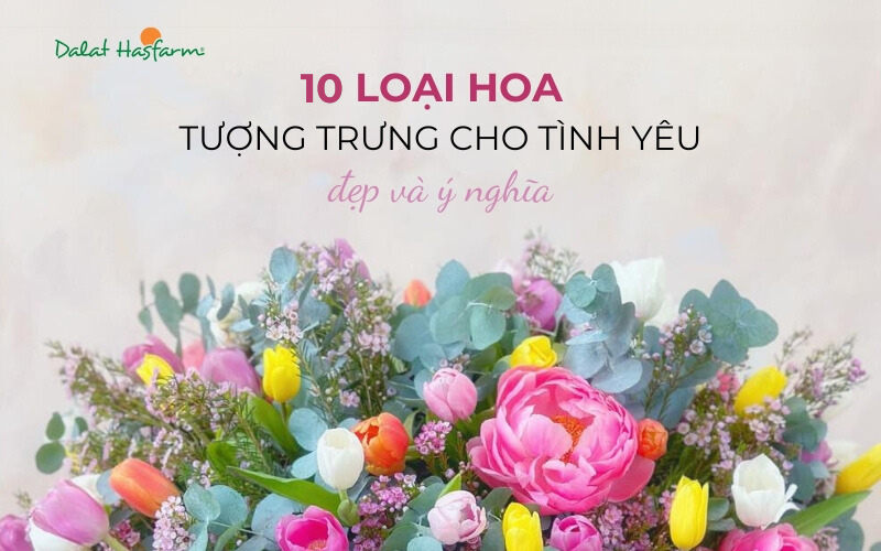Hoa mẫu đơn trắng biểu tượng của tình yêu thuần khiết