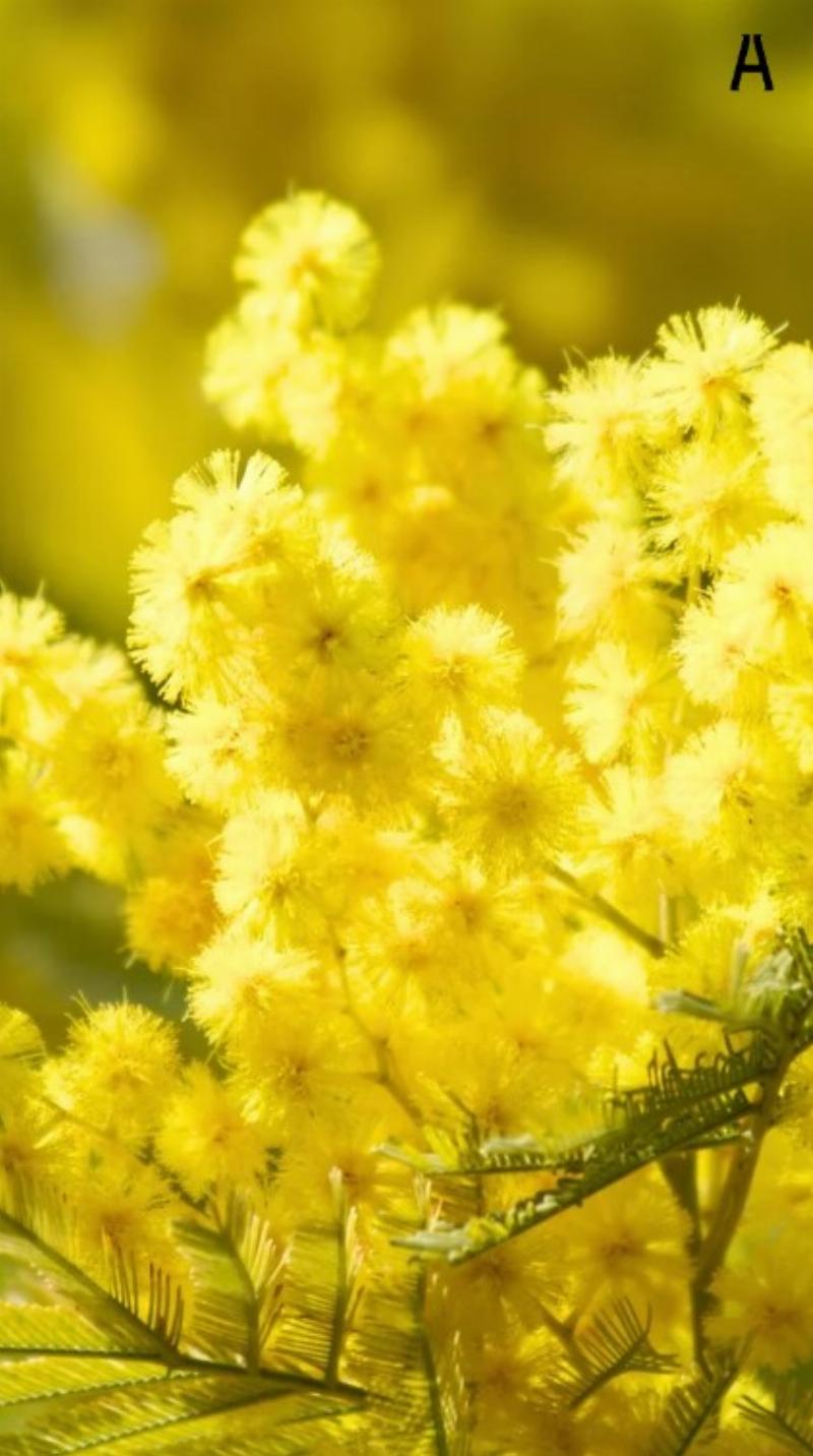Hoa mimosa tháng 3 vàng rực