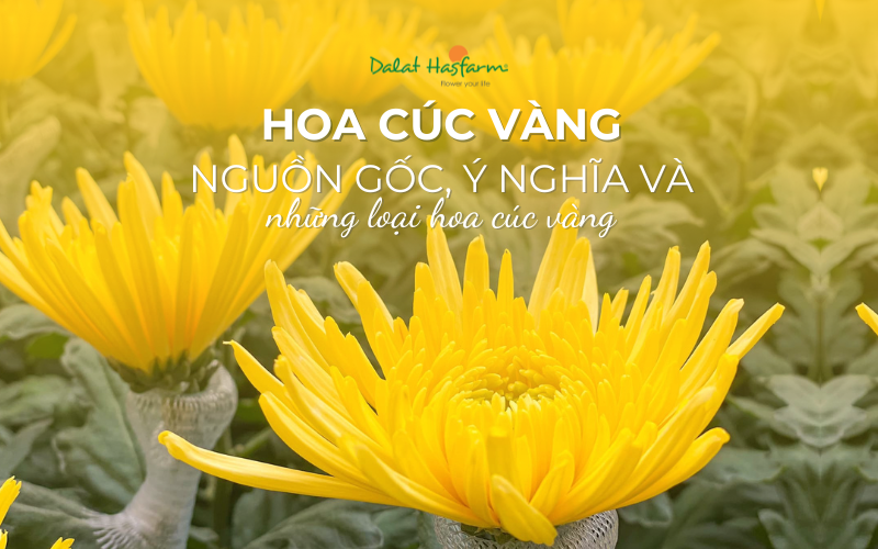 Bo hoa cuc vang sang trong va ruc ro, mang y nghia sung tuc