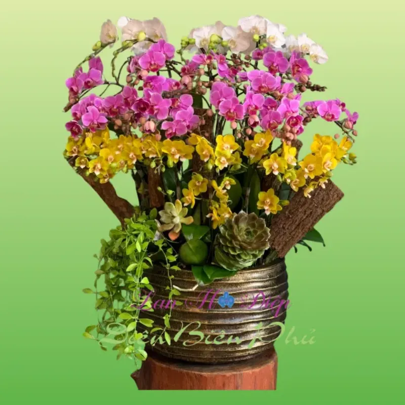 Lan Ho Diep trang tri thanh lich, phu hop cho ngay mung tho