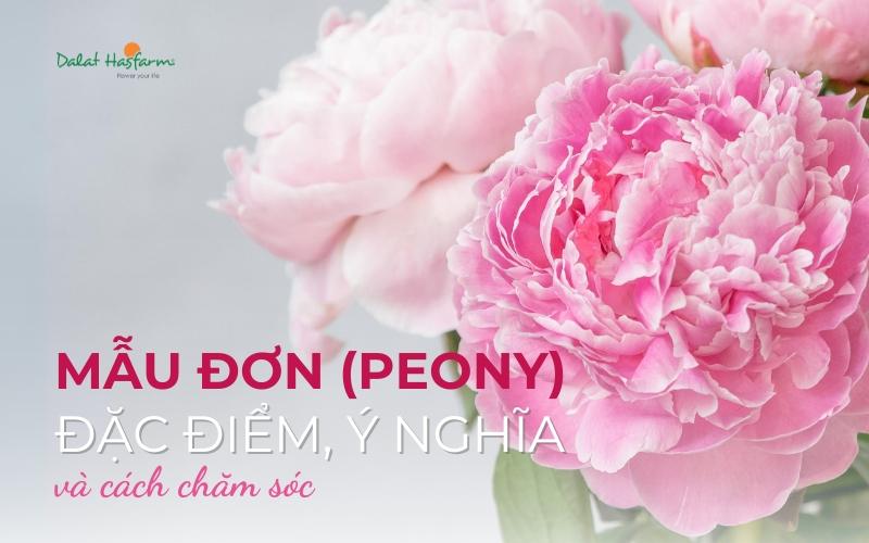 Hình ảnh cận cảnh bông hoa peony màu hồng nhạt nở rộ, thể hiện vẻ đẹp kiêu sa, nhiều cánh